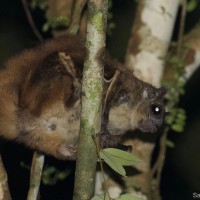 Petinomys fuscocapillus, Jerdon